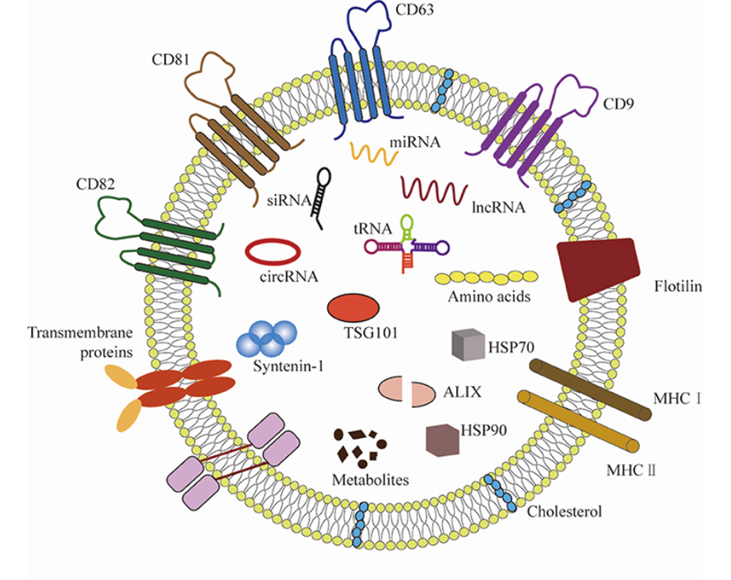 Illustration of an extracellular vesicle carrying surface proteins, nucleic acids, and other molecular biomarkers